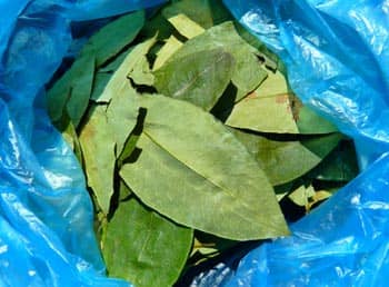 Coca leaves