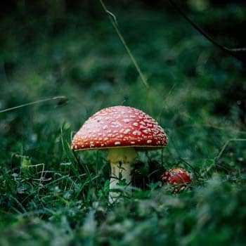  Red mushroom in the forest – magic mushroom