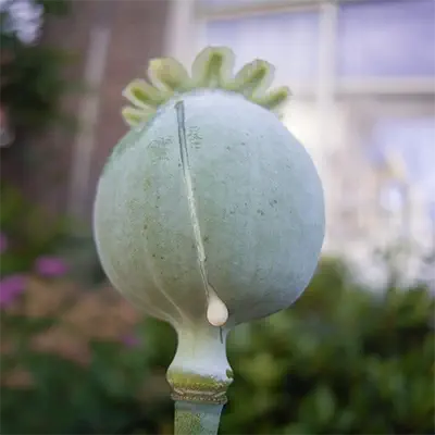 Poppy seed pod with latex